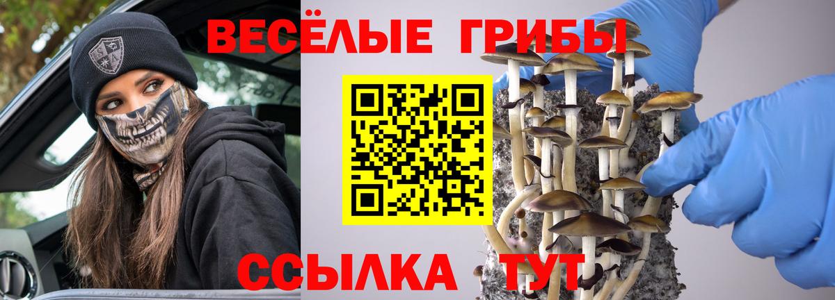 Псилоцибиновые грибы Cubensis  Вход с VPN  Баксан 